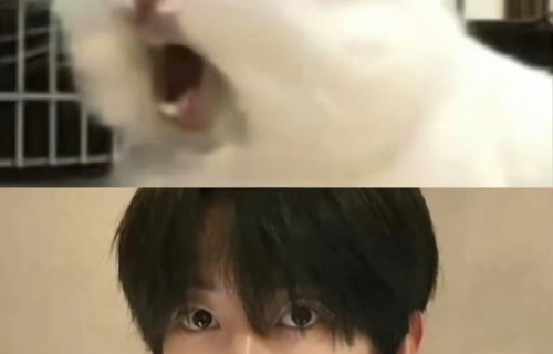 杨博文张桂源陈奕恒角逐四代兔塑称号